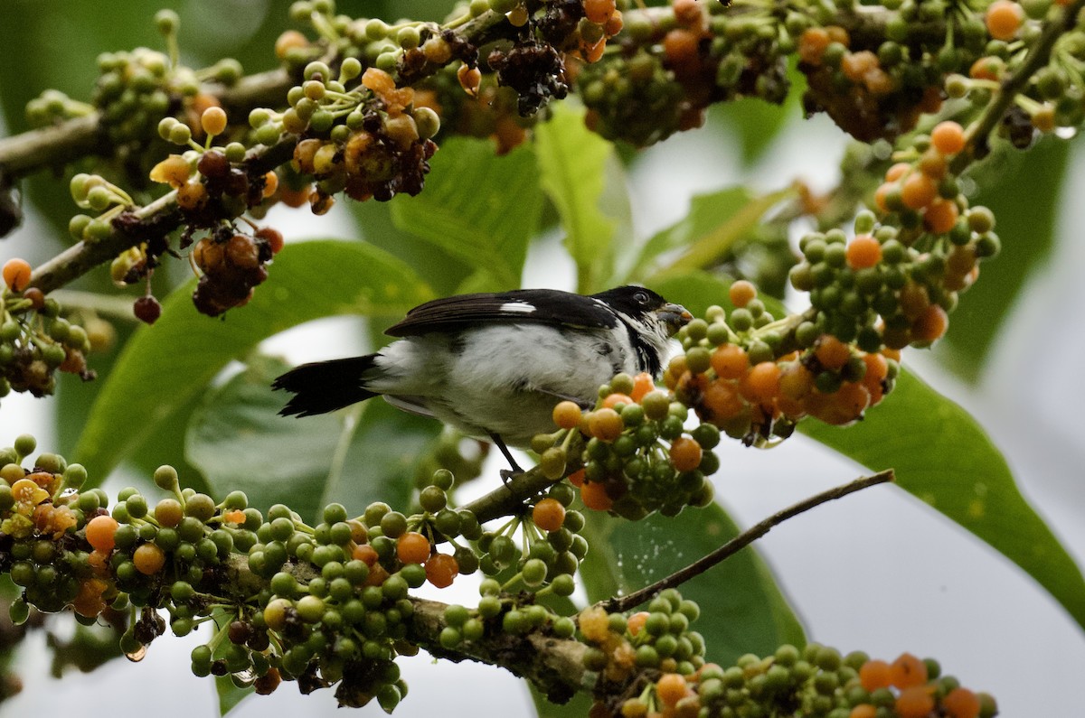 Variable Seedeater - ML612311000