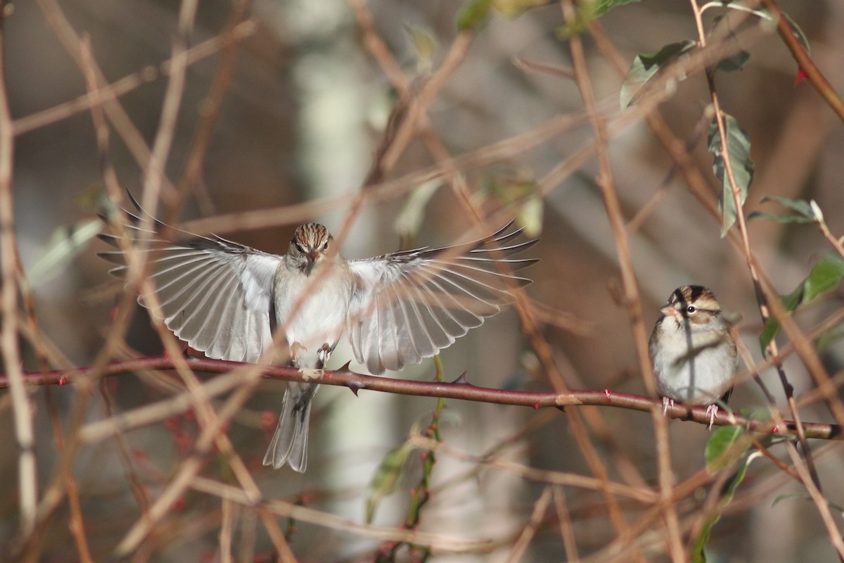 Chipping Sparrow - ML612311004