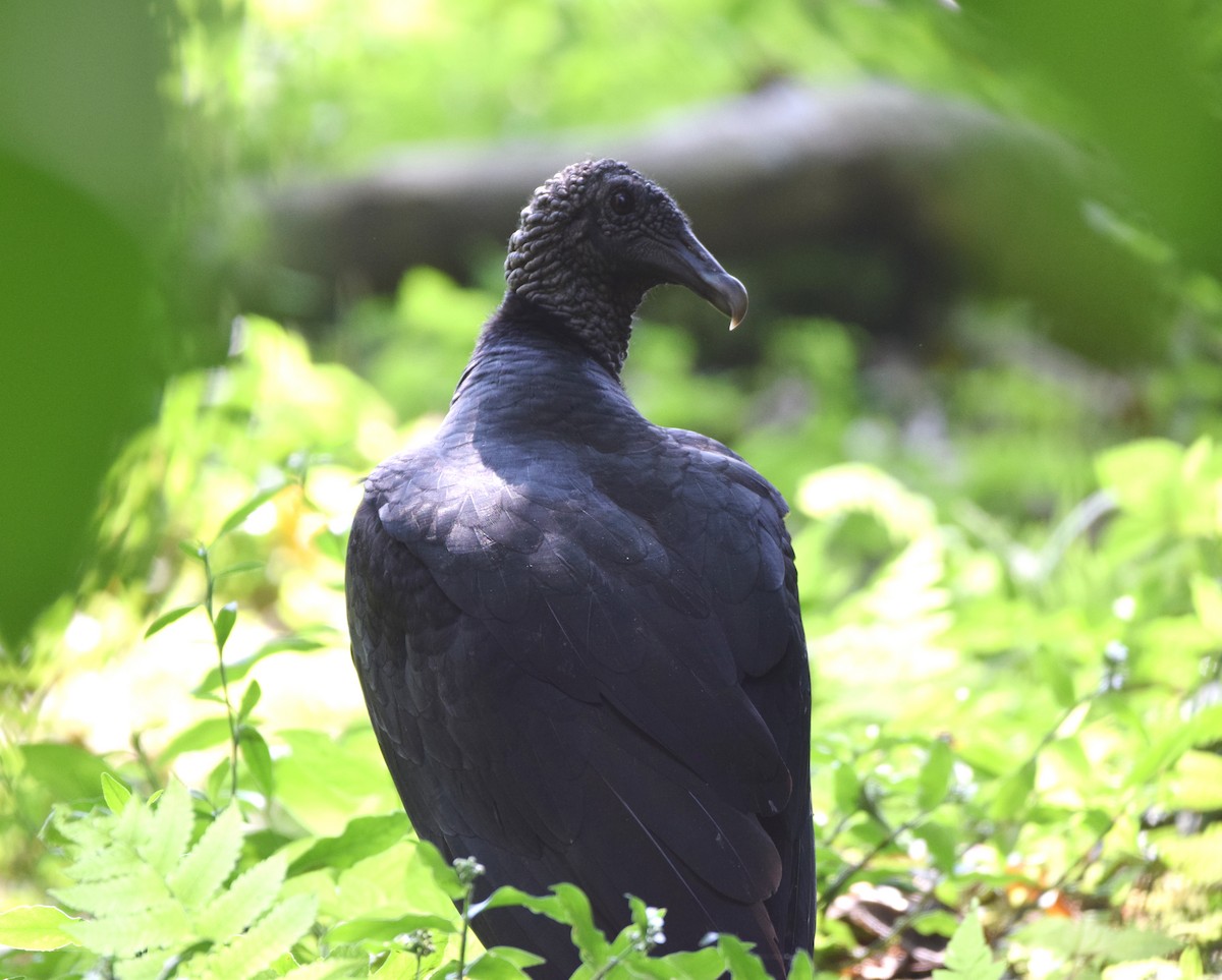 Black Vulture - Zuly Escobedo / Osberto Pineda