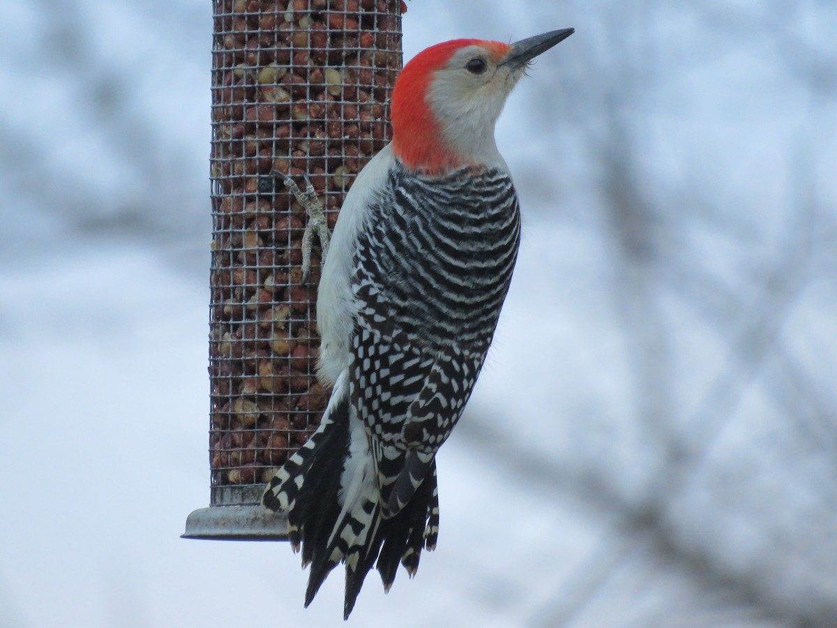Red-bellied Woodpecker - ML612311129