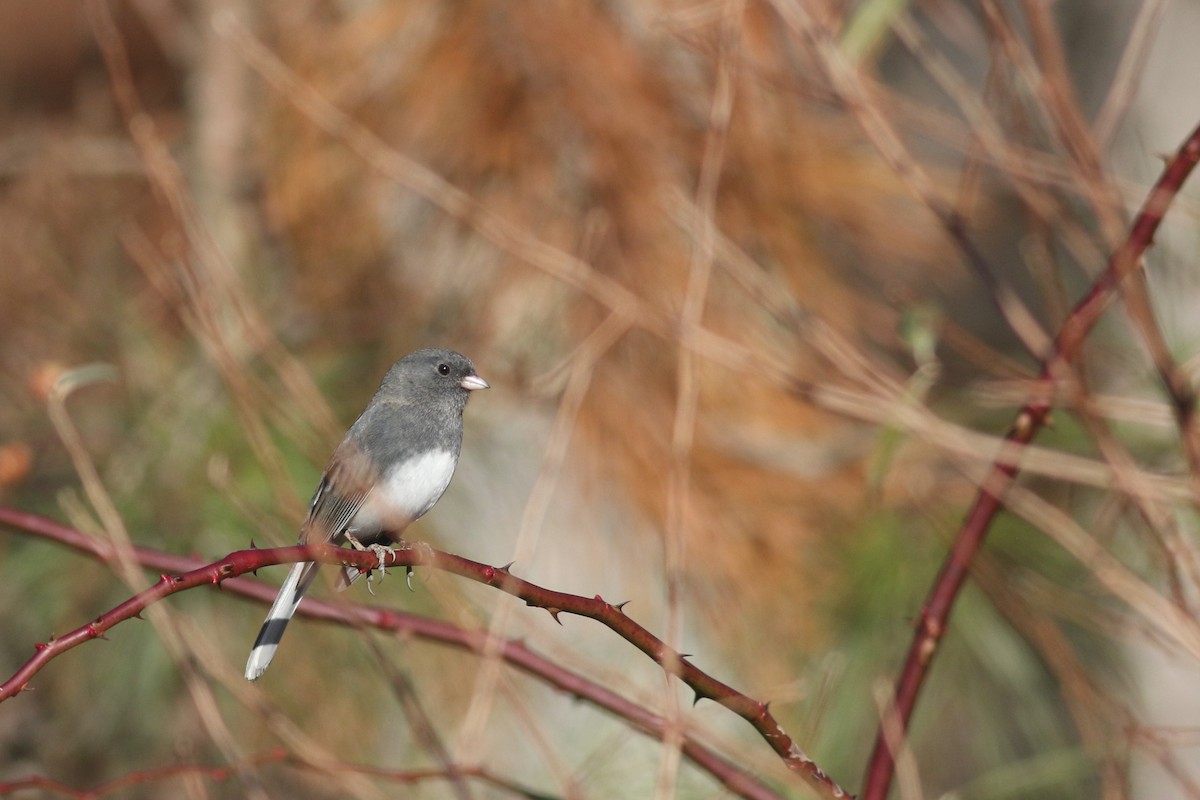 Dark-eyed Junco (Slate-colored) - ML612311148