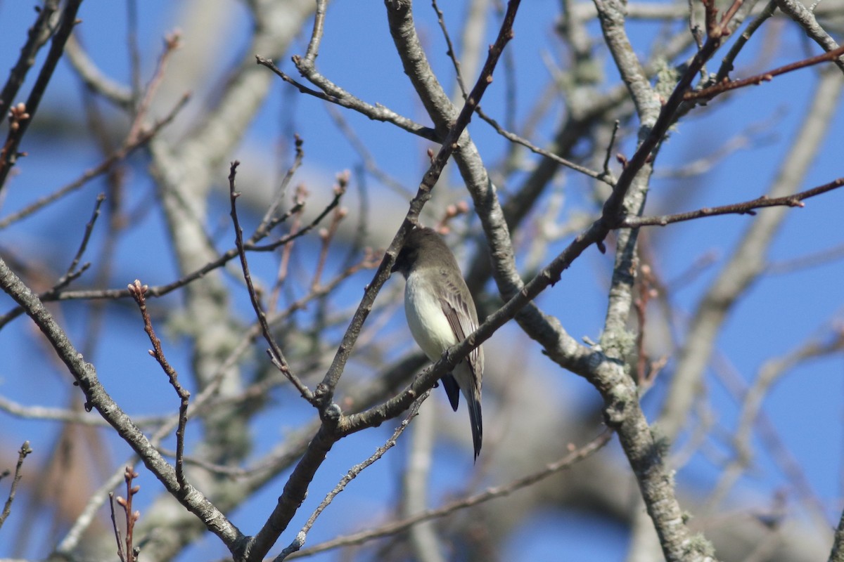 Eastern Phoebe - ML612311170