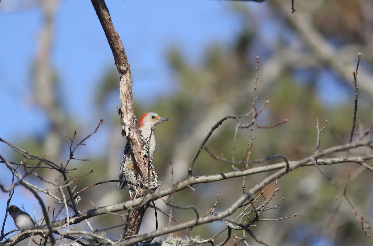 Red-bellied Woodpecker - ML612311193