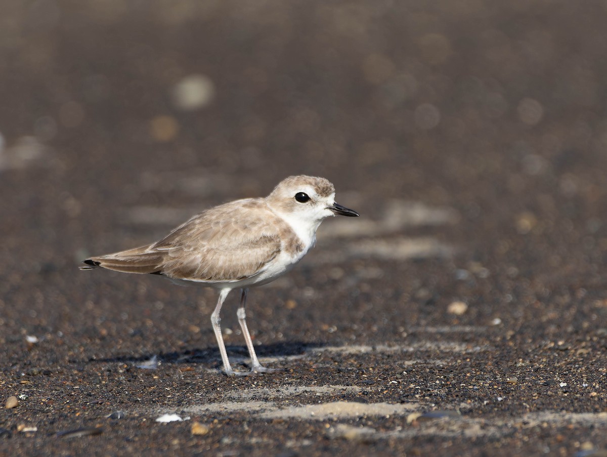 Snowy Plover - ML612311196