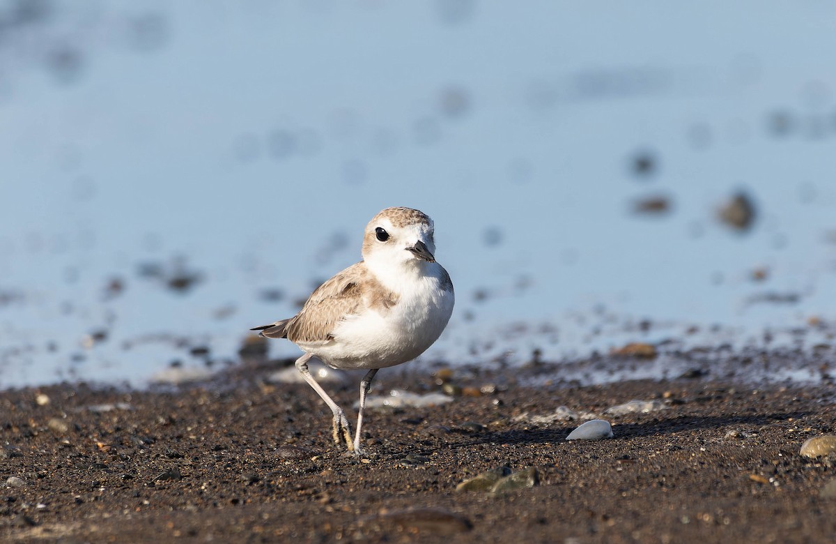 Snowy Plover - ML612311197