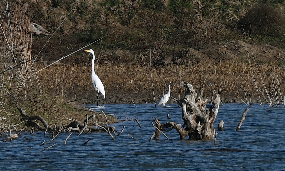 Snowy Egret - ML612311198