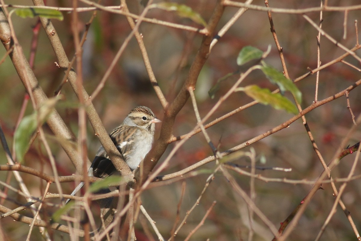 Chipping Sparrow - ML612311216