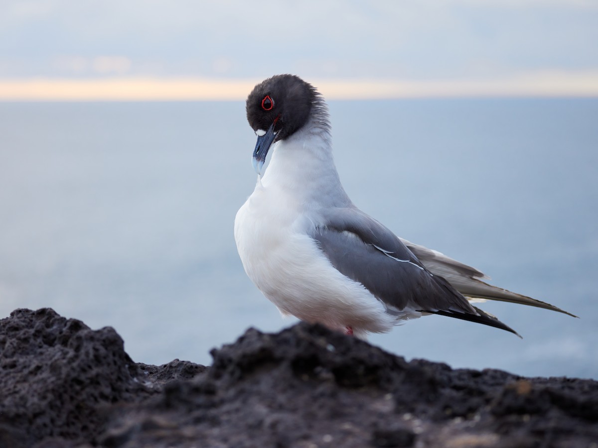 Swallow-tailed Gull - ML612311221