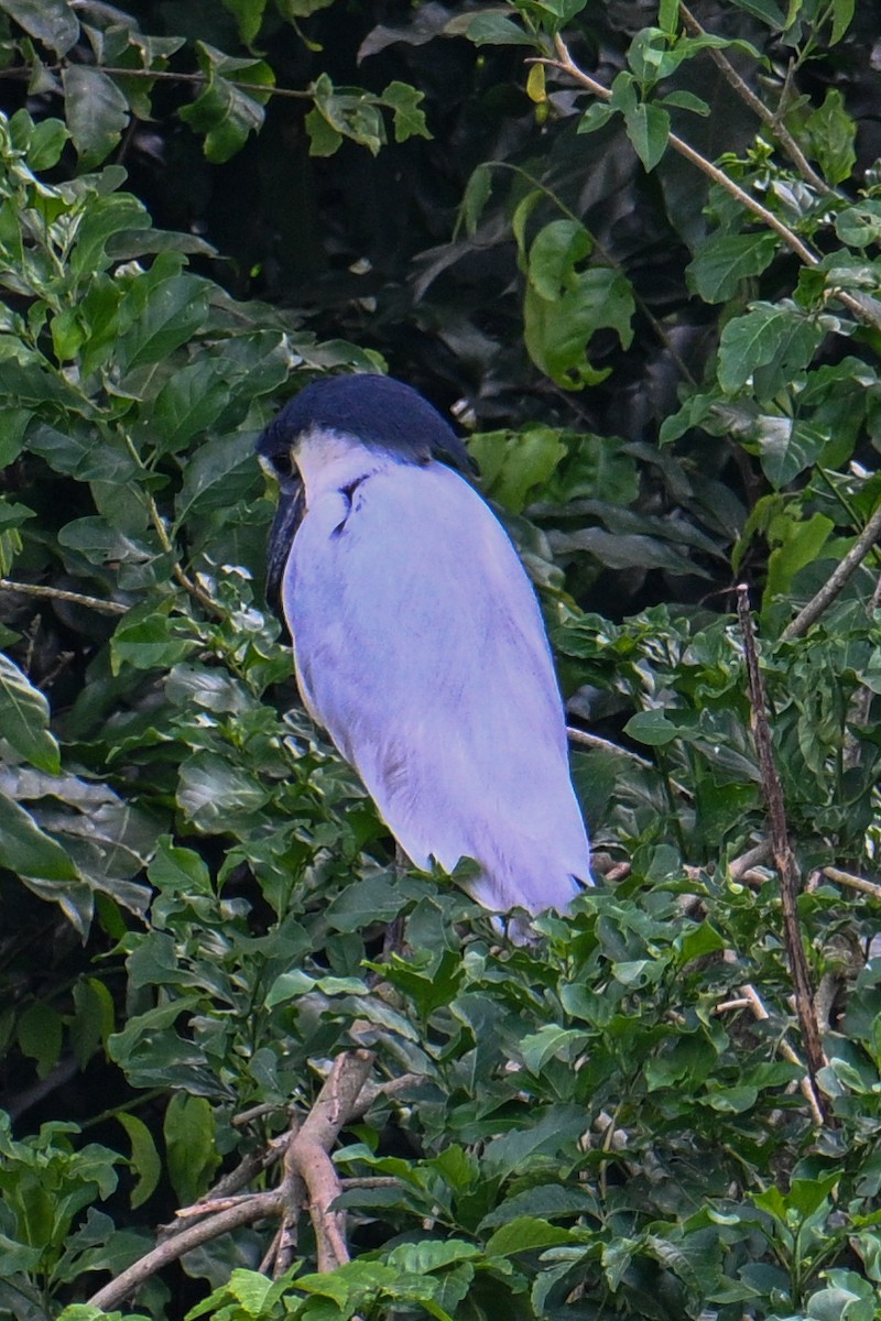 Boat-billed Heron - ML612311277