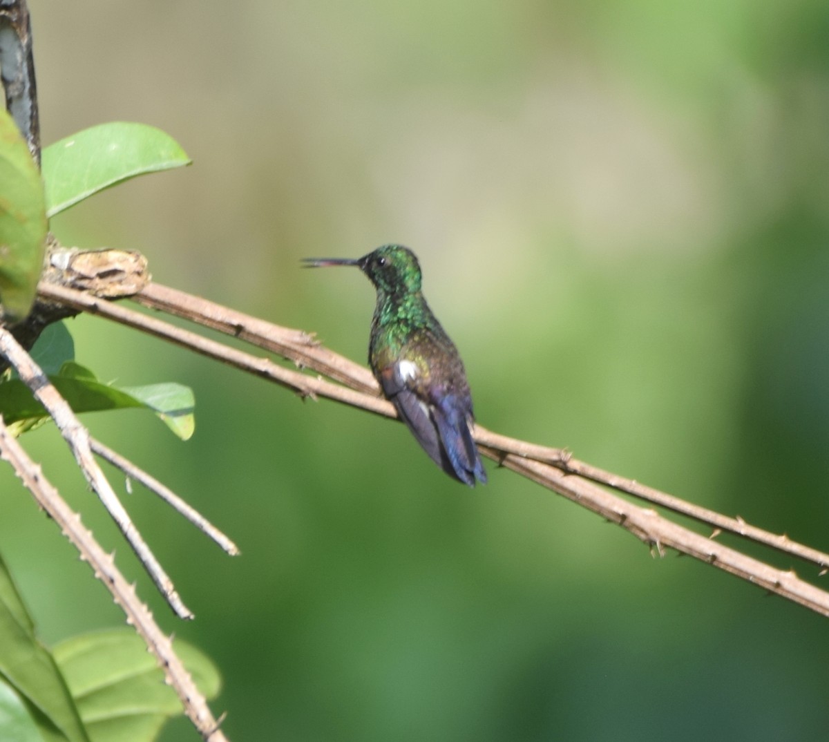 Blue-tailed Hummingbird - Zuly Escobedo / Osberto Pineda