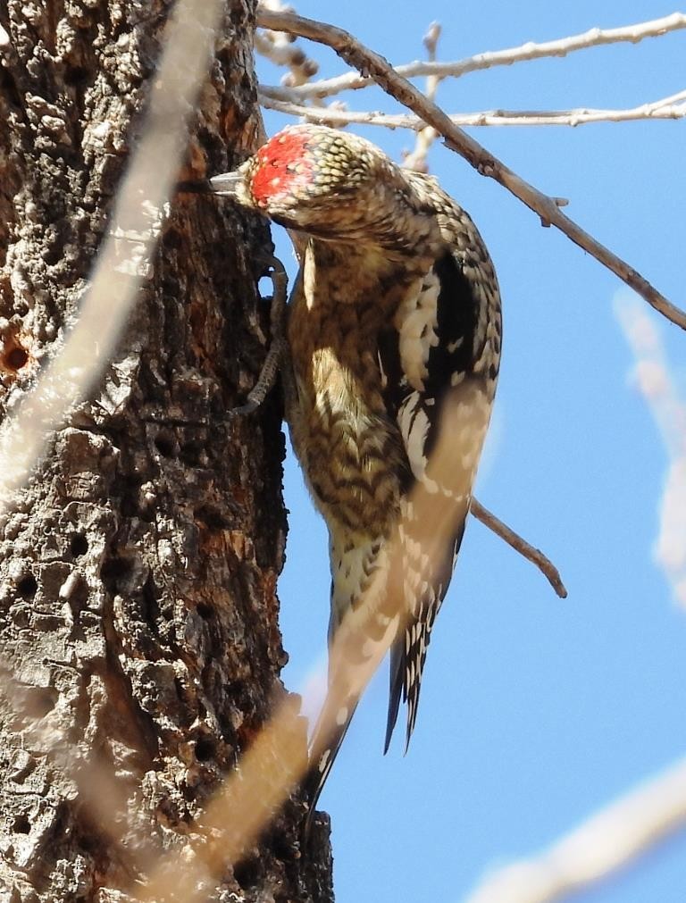 Yellow-bellied Sapsucker - ML612311338