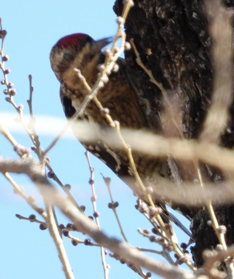 Yellow-bellied Sapsucker - ML612311340