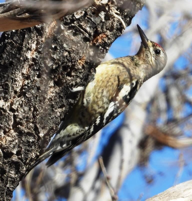 Yellow-bellied Sapsucker - ML612311341