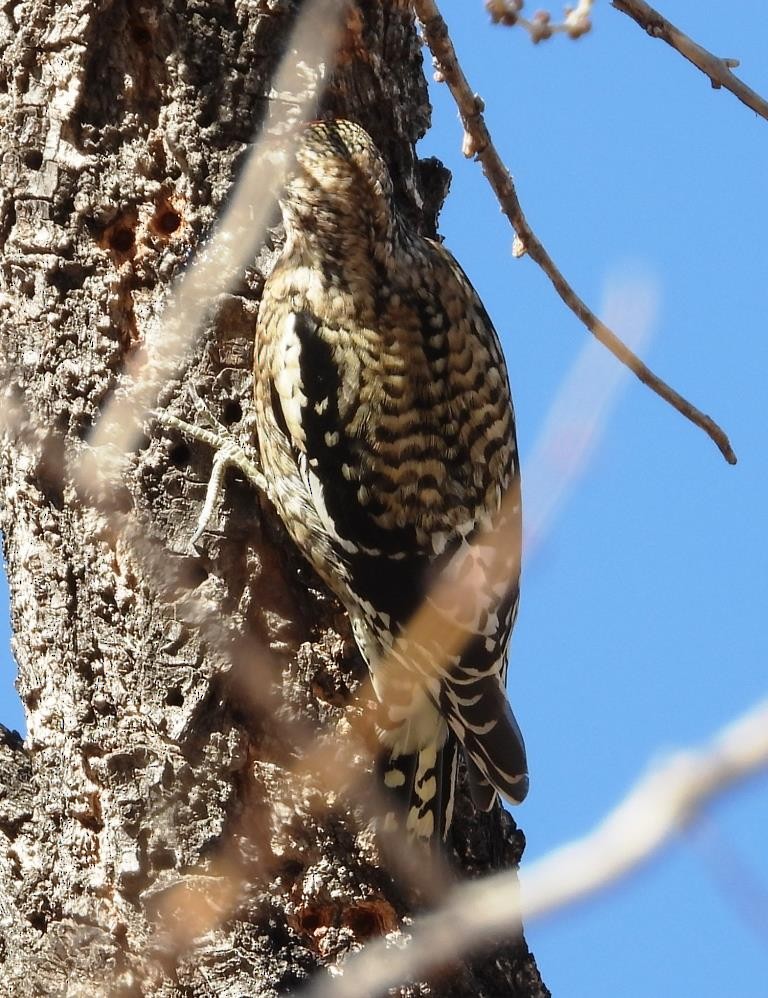 Yellow-bellied Sapsucker - ML612311343