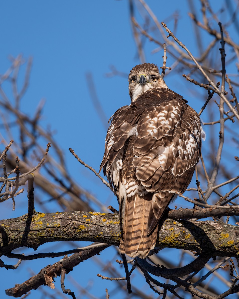Red-tailed Hawk - ML612311416