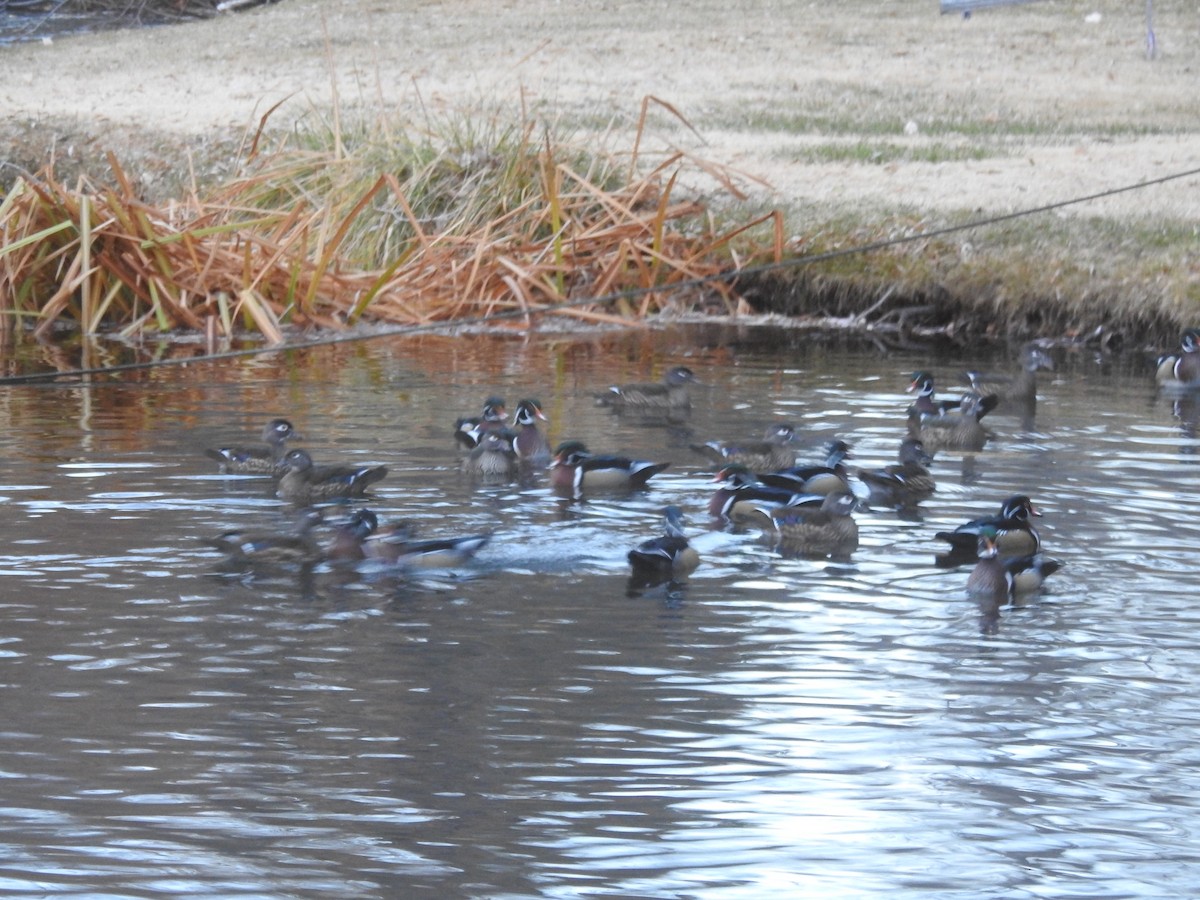 kachnička karolínská - ML612311480