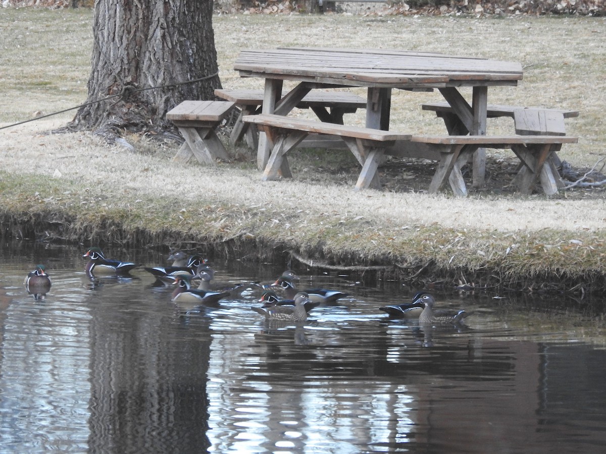 kachnička karolínská - ML612311486