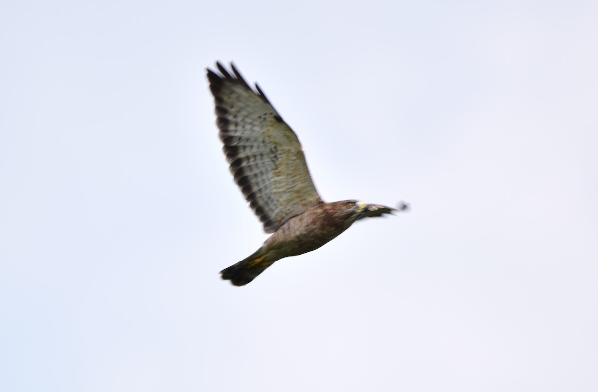Broad-winged Hawk - Zuly Escobedo / Osberto Pineda