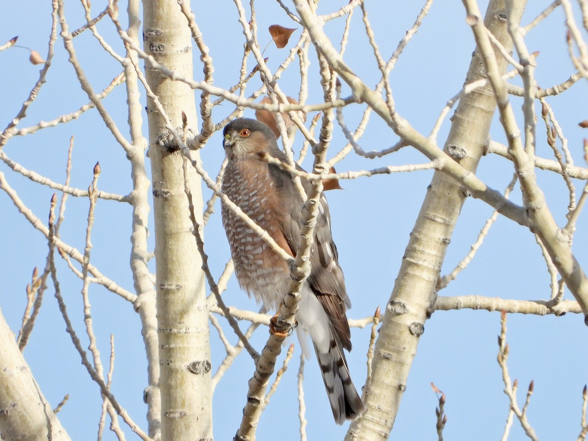 Sharp-shinned Hawk - Bill Schneider