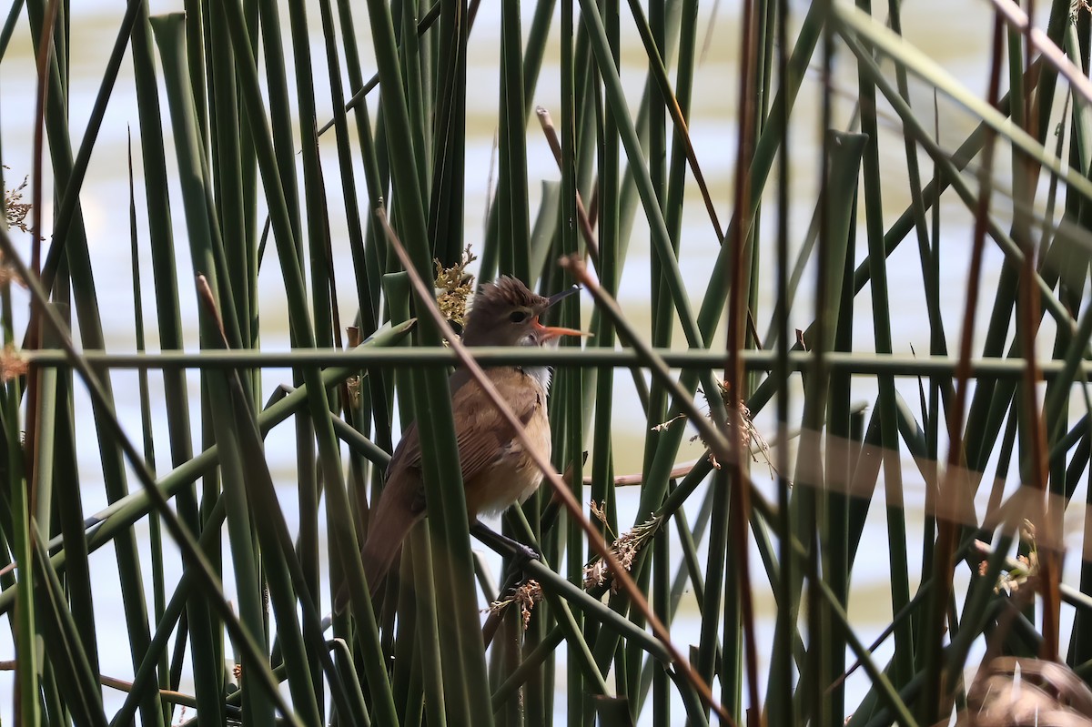 Australian Reed Warbler - ML612311497