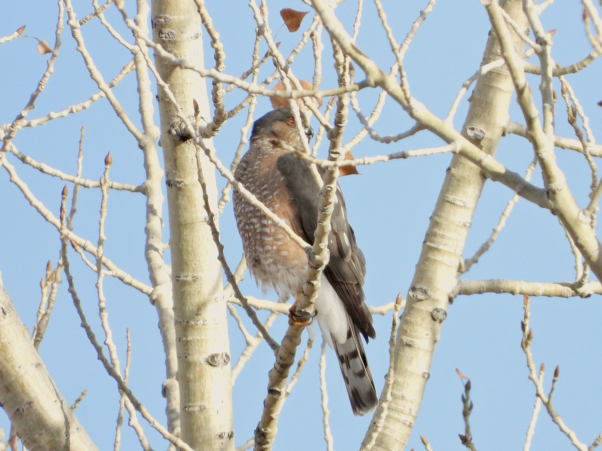 Sharp-shinned Hawk - ML612311512