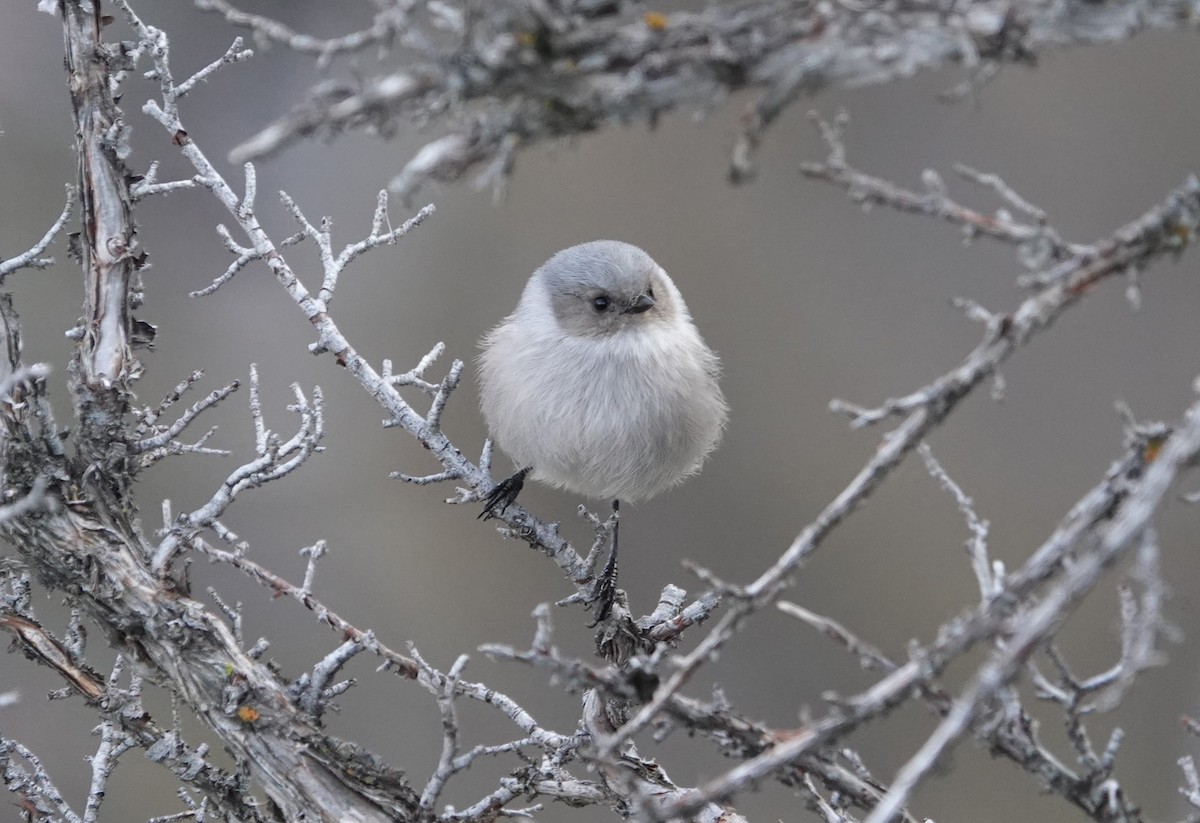 Bushtit - ML612311539