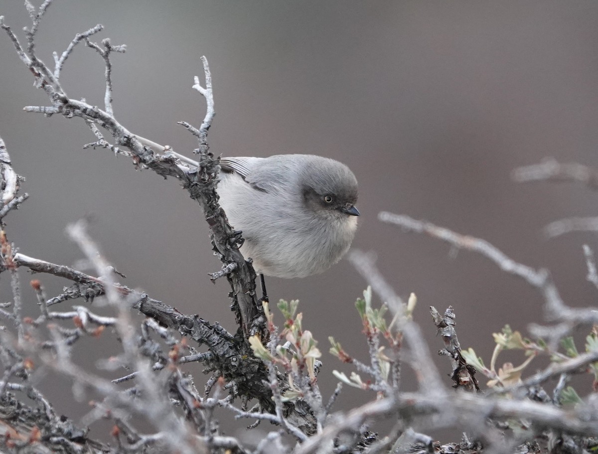 Bushtit - ML612311541