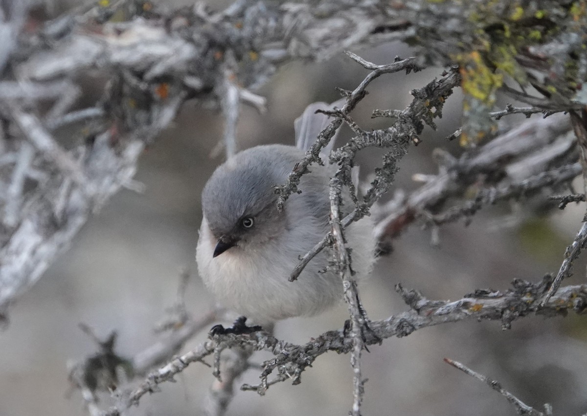 Bushtit - ML612311543