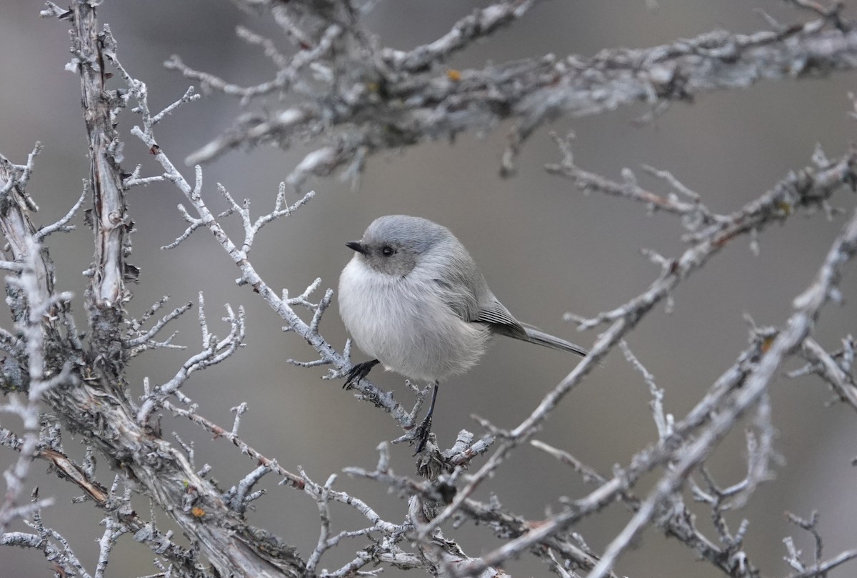 Bushtit - ML612311544