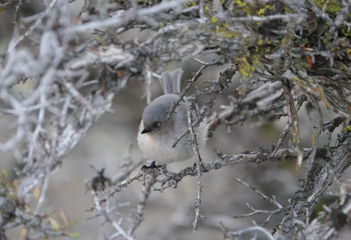 Bushtit - ML612311545