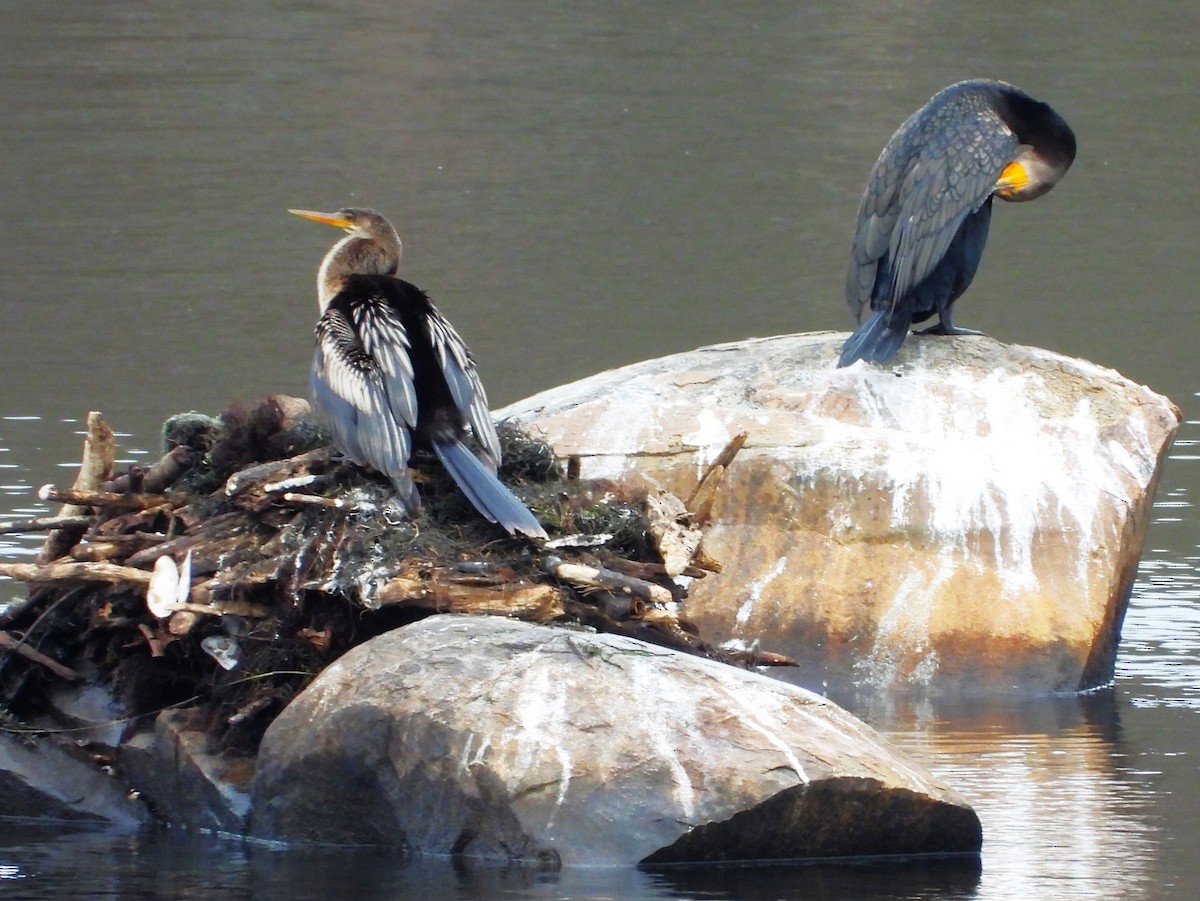 Amerika-Schlangenhalsvogel - ML612311664