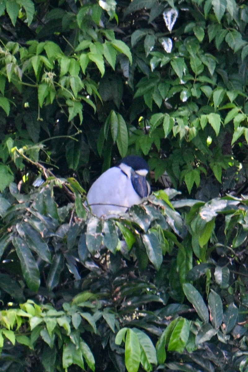 Boat-billed Heron - ML612311794
