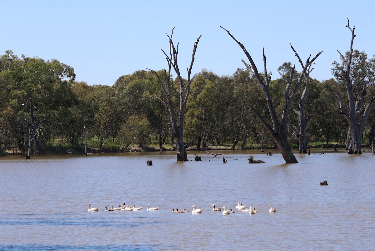 Domestic goose sp. (Domestic type) - Heather Williams