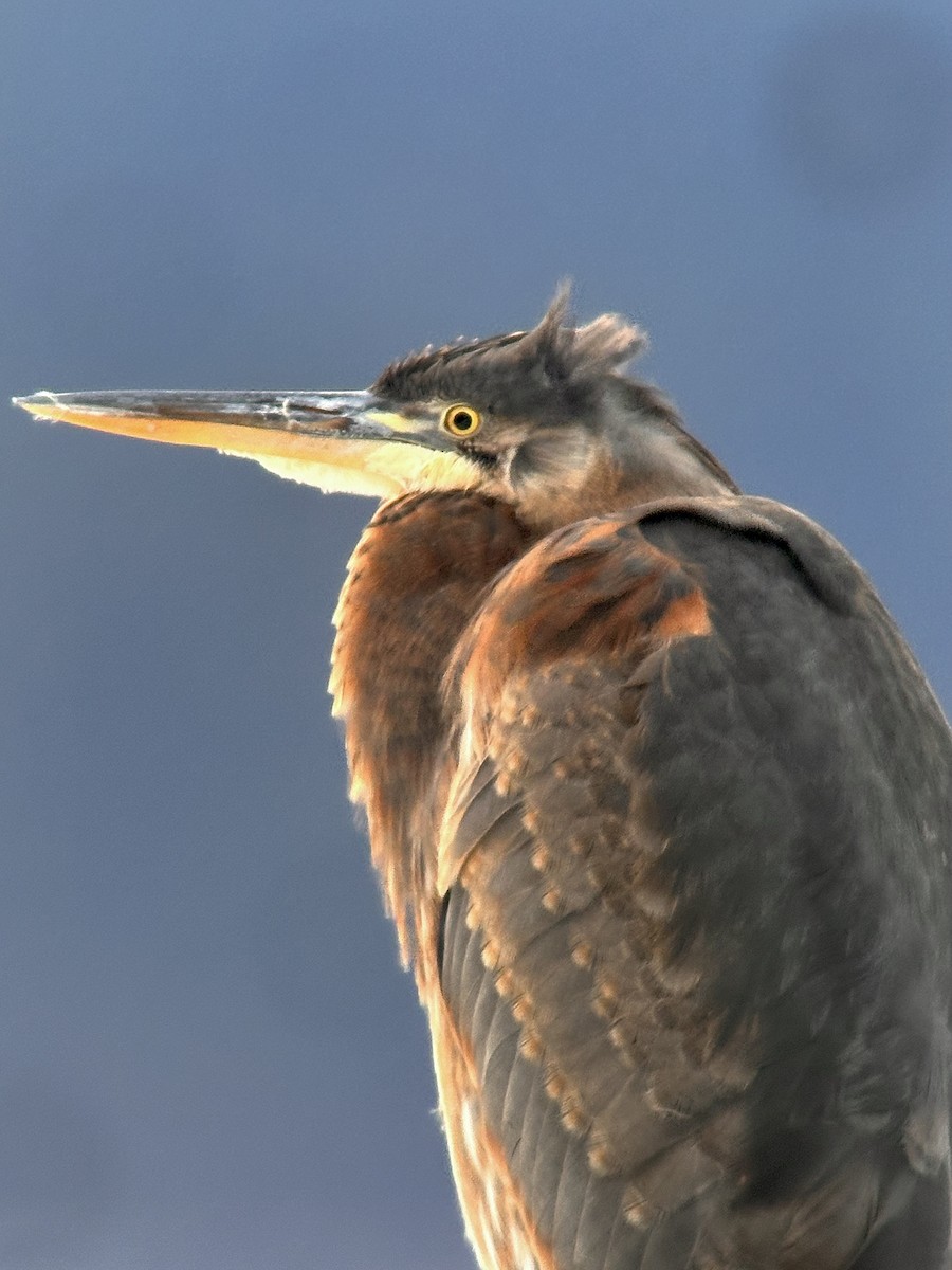 Great Blue Heron - ML612311898