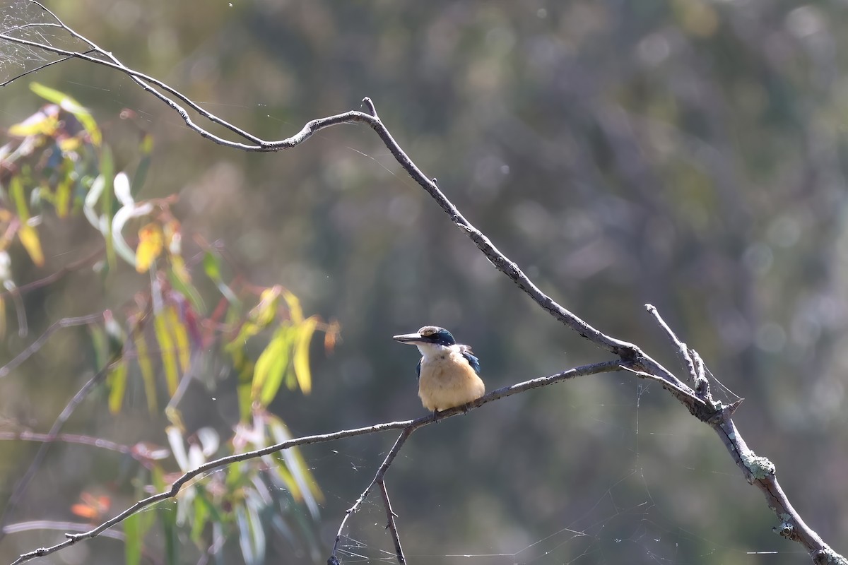 Sacred Kingfisher - Heather Williams