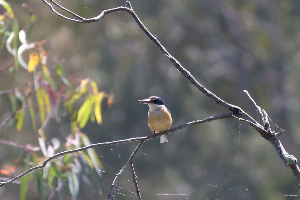 Sacred Kingfisher - ML612311902