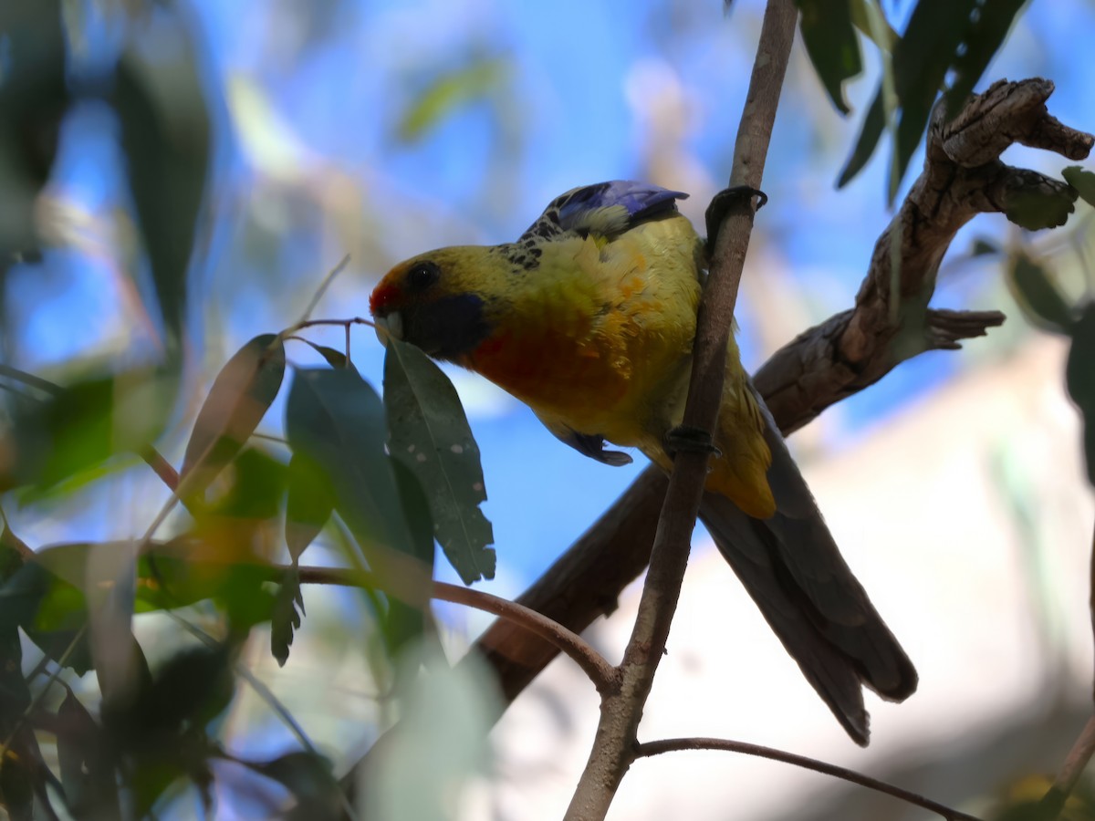 Perico Elegante (flaveolus) - ML612311904