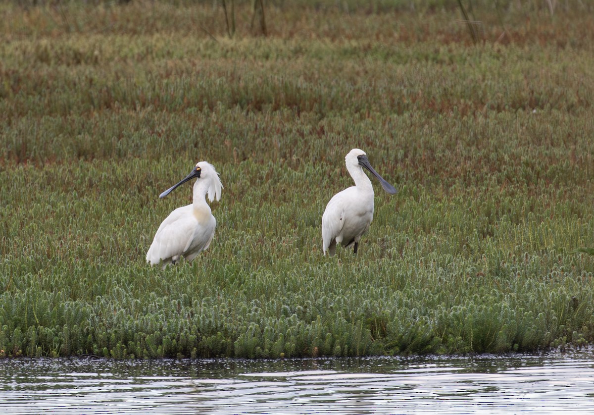 Royal Spoonbill - ML612311943