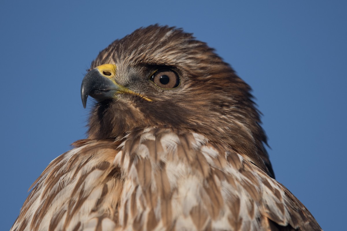 Red-shouldered Hawk - ML612311947