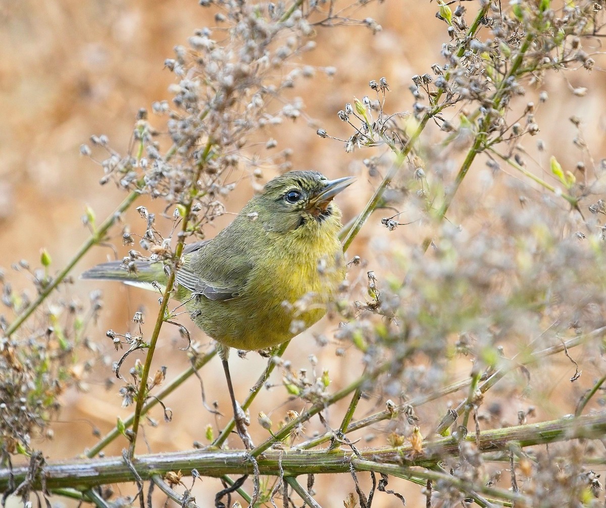 Orange-crowned Warbler - ML612311951