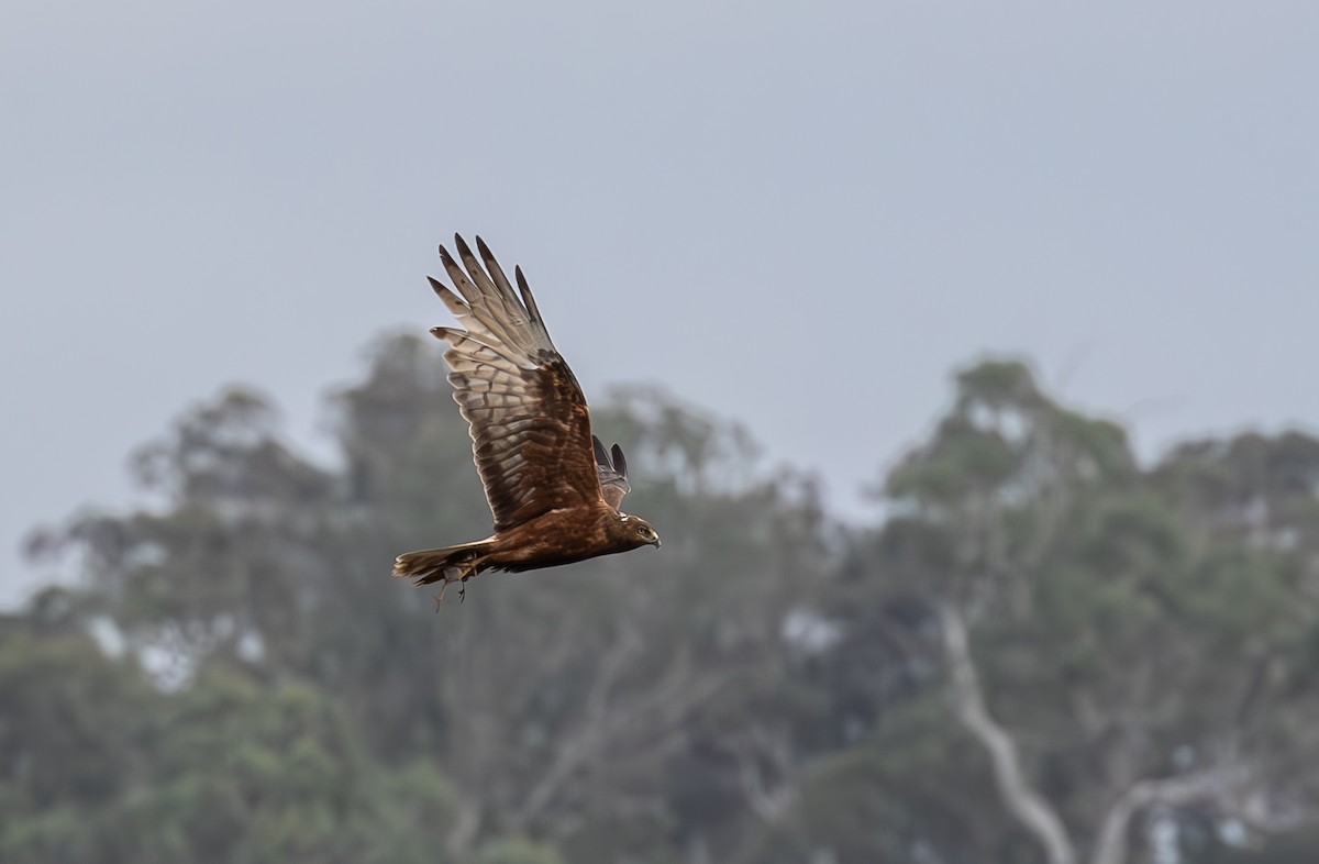 Swamp Harrier - ML612311955