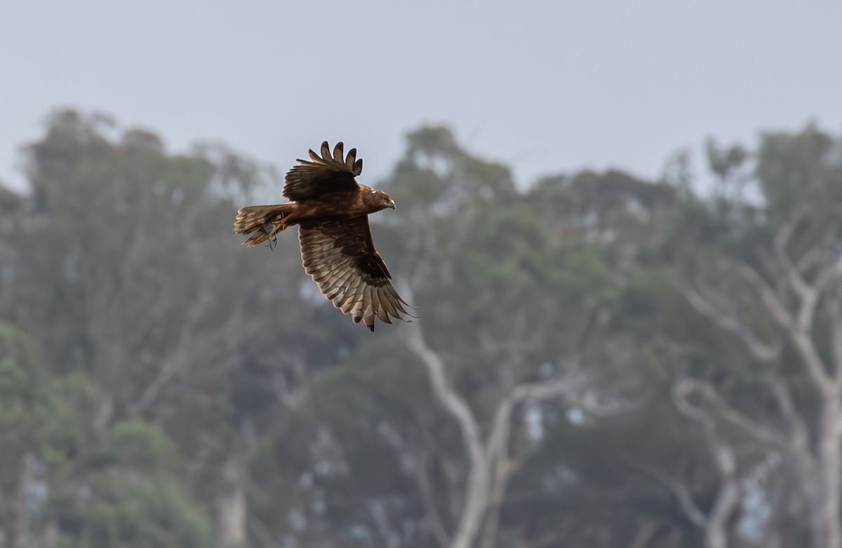 Swamp Harrier - ML612311956