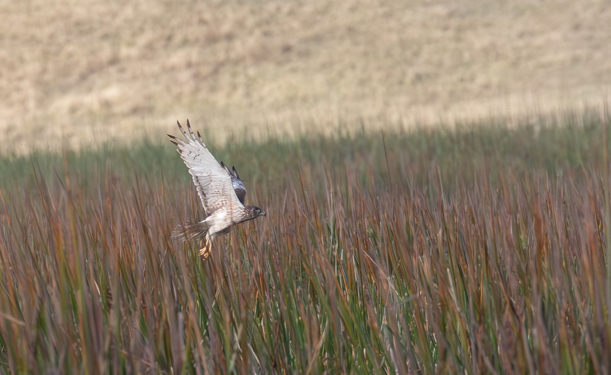 Swamp Harrier - ML612311957