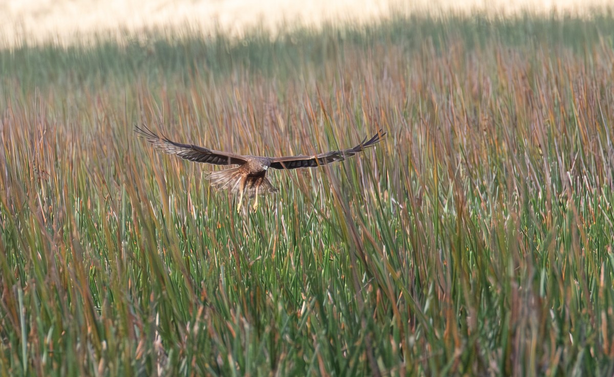 Swamp Harrier - ML612311958