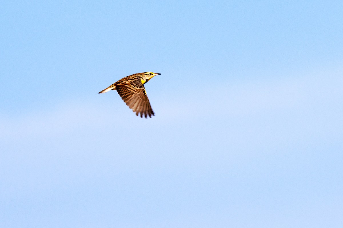 Eastern Meadowlark - ML612312018
