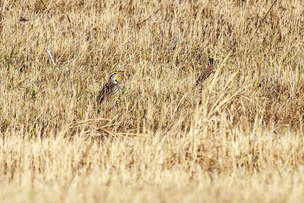Eastern Meadowlark - ML612312019