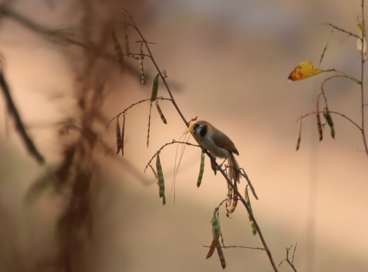 Spot-breasted Parrotbill - ML612312032