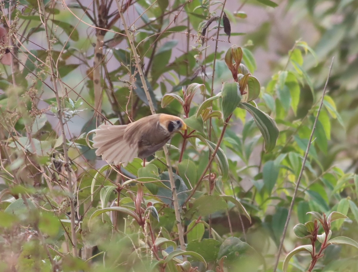 Spot-breasted Parrotbill - Thomas Plath