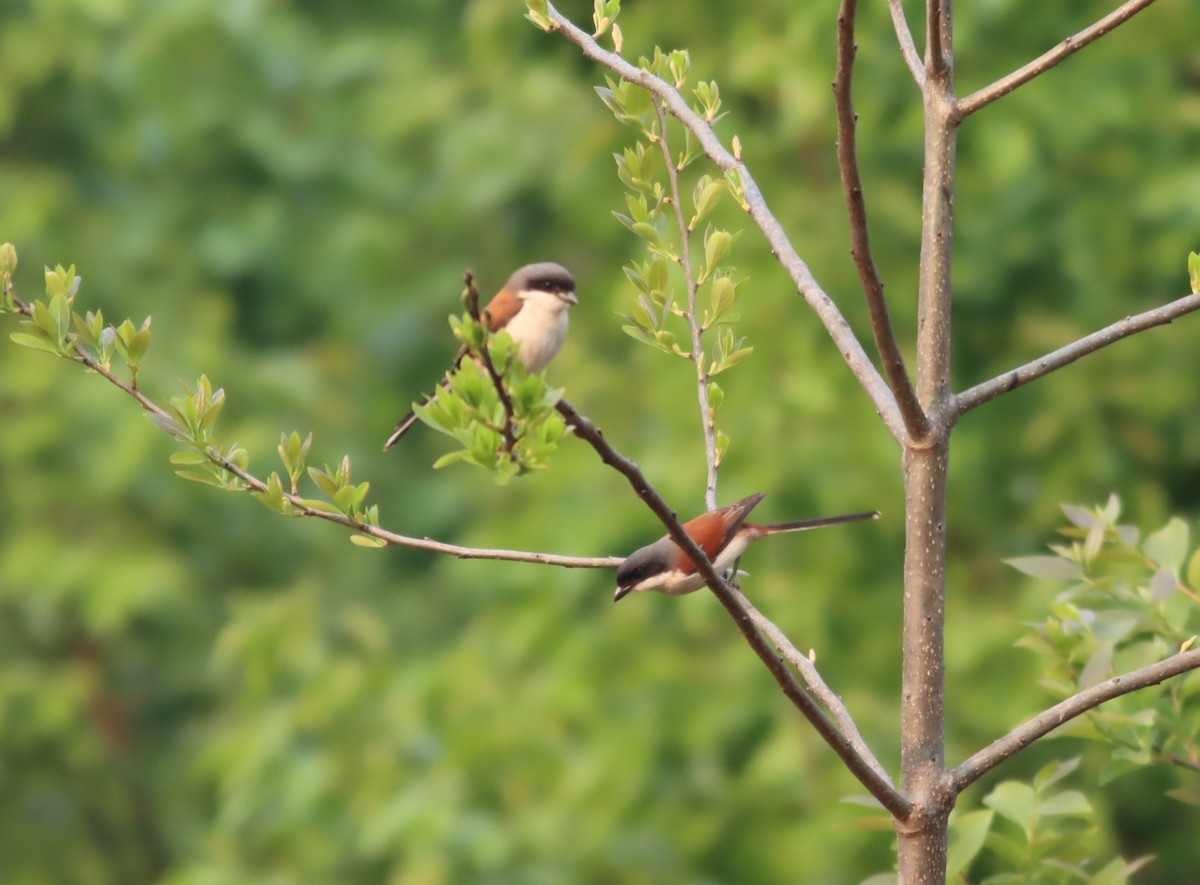 Burmese Shrike - ML612312053