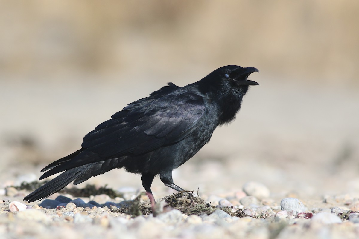 Fish Crow - ML612312083